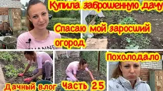 КУПИЛА ЗАБРОШЕННУЮ ДАЧУ#25/СПАСАЮ СВОЙ ЗАРОСШИЙ ОГОРОД/ВСЕ ЗАРОСЛО СОРНЯКАМИ/ДАЧНЫЕ БУДНИ/ПОХОЛОДАЛО