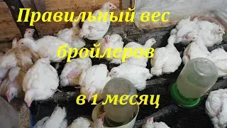 Правильный вес бройлеров в 1 месяц ,наше хозяйство и продолжение строительства фермы