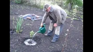 ПОКОРМКА МОЛОДЫХ ДЕРЕВЬЕВ АМИАЧНОЙ СЕЛИТРОЙ