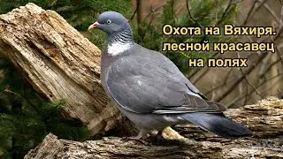 Охота на Вяхиря . лесной красавец на полях