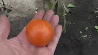 Суперскороспелый помидор ПРОМИК, описание, опыт выращивания.