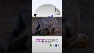 Why Doesn't This Leopard Wake Up