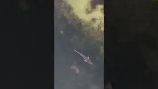 Shallow water redfish