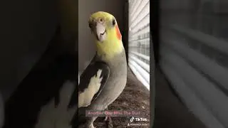 Birds Clumps and Strix Singing Their Favorite Songs!