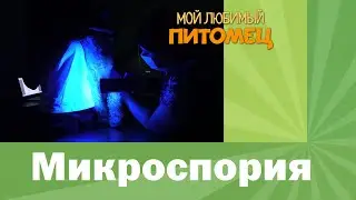 МИКРОСПОРИЯ: как диагностировать, терапия, дезинфекция помещения, случаи самоисцеления