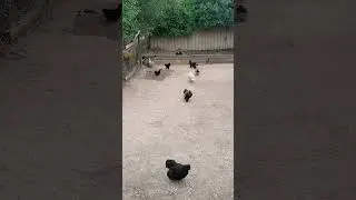 chicken city #shorts #chickens #city #status #cool #lol #funny #animals