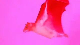 Varvara Pavlovna & Disco Morato - Princess