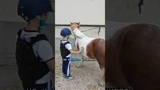 А вы чем занимаете своих детей? #жизньвевропе #slovenia #кони #horses #словения #ljubljana #любляна