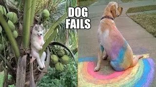 Funniest Dog Fails Ever