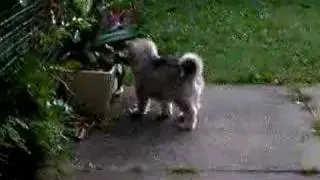 Loki - 5 Weeks