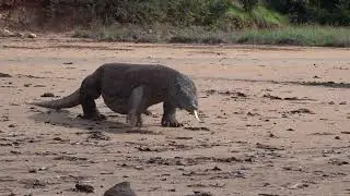 Varan de Komodo : les dinosaures existent toujours ?