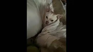 Puppy took my spot when i left for work#shorts