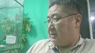 канарейки- сатинет красный мозаик.  Ответ подписчику.