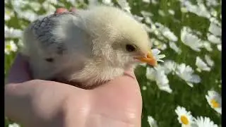 WonderfulWorld #shorts #cats #dogs #funny #animals #trending #pubblic #dance #shortmusic
