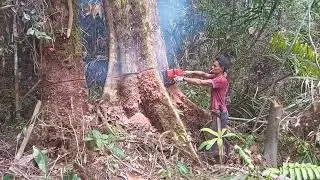 TUMBANG KAYU TENAM_VS_KAYU PASANG TERABAS HABIS SAMPAIH PUTUS 