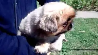 самые смешные и милые собачки