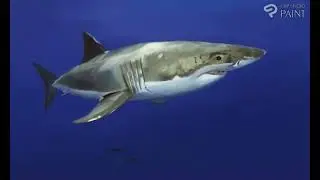shark speedpaint study - Illustration 67