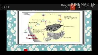 Fundamental unit of life class 9