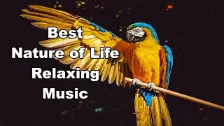 Music Relaxing Chillout Best Nature of Life, Nature Sounds