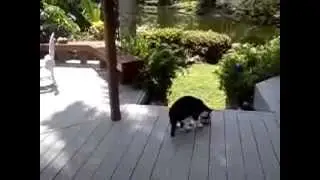 Енот кидает кота на еду