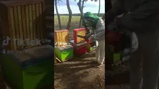 1 сентября качаем мёд. Украина запорожская область.