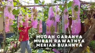 Cara Mudah Anggur Berbuah Lebat, Pupuk Hepi Lanjut Siram Air Kolam