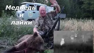 Охота на медведя на овсах 2023 в Пермском крае.Медведь и лайки. Две части сразу.