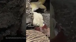 Leopard Gecko Goes Wild For Calcium 😳