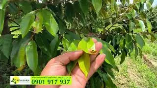 Những lưu ý khi chăm sóc sầu riêng mùa mưa ở MIỀN TÂY
