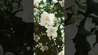 СУМАШЕДШИЙ АРОМАТ!Лемуана Биколор чубушник! Египетский или необычный.