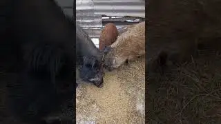 Донат с Мадагаскара)