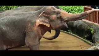 Mediagraphicspro.com - Wild Animals Editing With Avid Media Composer 2020.6