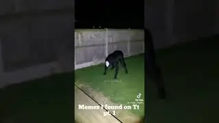 Memes I Found On Tiktok pt. 1