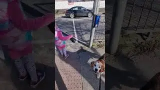 Stuck on red light?  #beagletales #beagles #smartdog #smartbeagle  #beaglelife #funnydogs