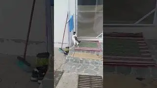 Deschide ușa creștine #satisfying #Catts Pisicuța tricoloră #meow