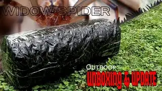 Short UNBOXING VID. @UPDATE ng mga Eggsack ng Red Back Spider.