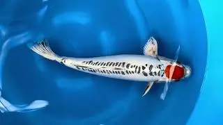 Tancho doitsu Kujaku #koigarden #koi #koifishpond #koifish #fish