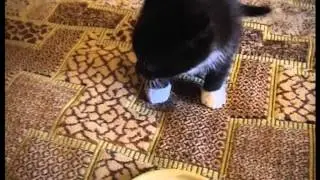 🐱 Первый обед котёнка.Очень голодный.