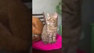 Где таких дают ?