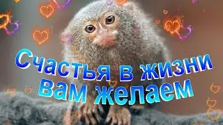 Счастья в жизни вам желаем - Христианские песни - 260