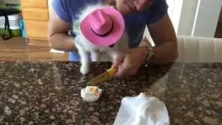 Coconut's Birthday & Holiday Vlog