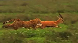 WILDLIFE // Gazalles fighting wild dogs eating // swala wapigana hadi kifo mbwa mwitu wafaidi