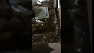 Мидии очищенные