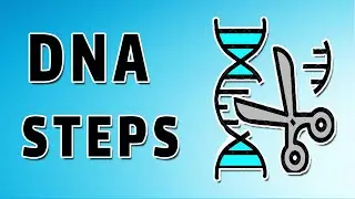 DNA Cloning