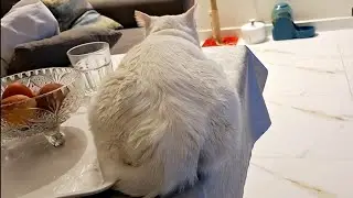 Cat video ,the space is too small..