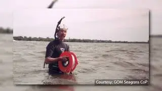 Gulf Guardian Award 2022: Advancing Best Practices for Seagrass Monitoring in the Gulf of Mexico