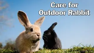 How to Care for an Outdoor Rabbit || How to TAKE CARE of a RABBIT