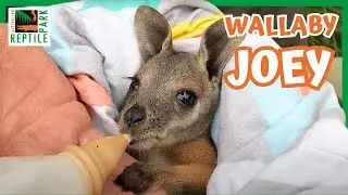 Tilly the tiniest Yellow Footed Rock Wallaby