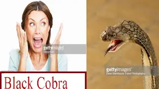 Black Cobra Caught In Ladhana Distt Layyah