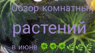 Небольшой обзор комнатных растений в июне/часть1.A small review of indoor plants in June/1 part